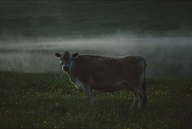 In a misty field, the heat of the earth meeting the cool night air, stands a cow the last of the light giving her a glowing outline. Buttercups in the field and a tether on her.